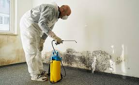 Why You Should Choose Our Mold Remediation Services in Dacono, CO